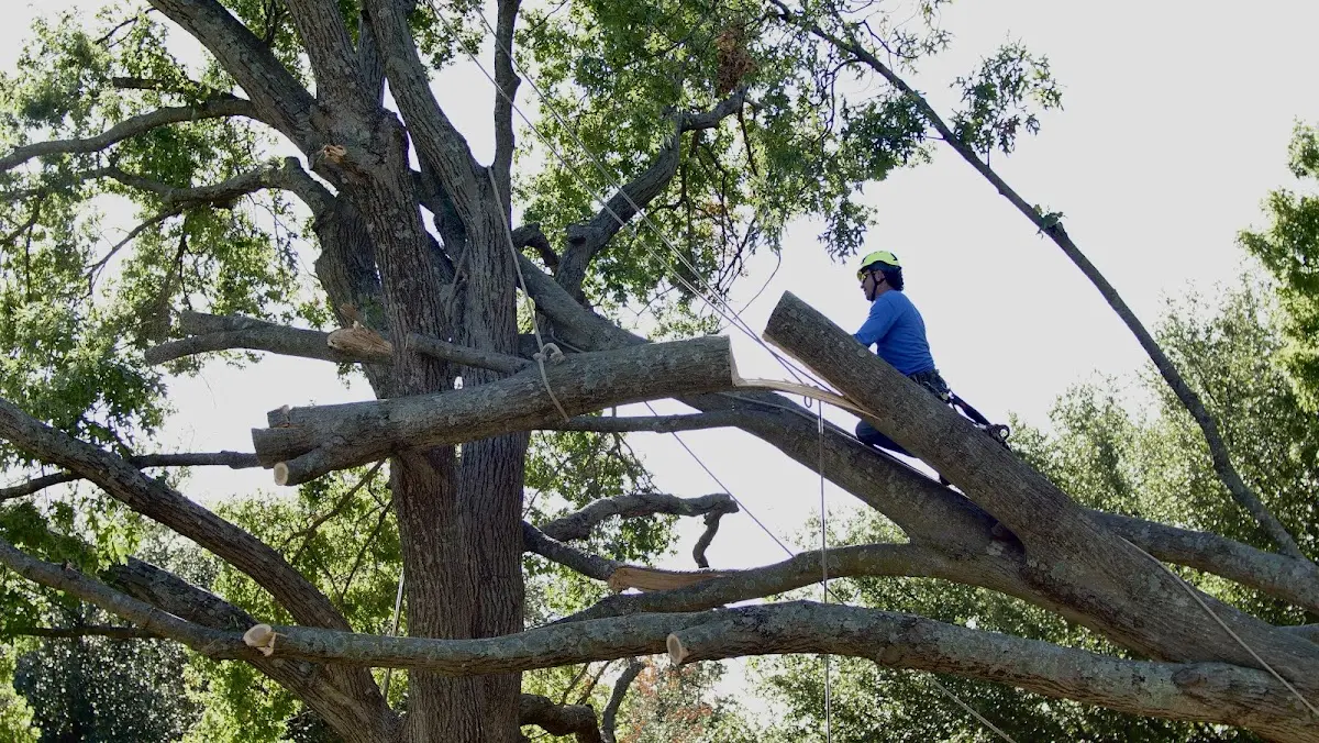 Professional Hazardous Tree Removal performed by certified arborists in Crowder