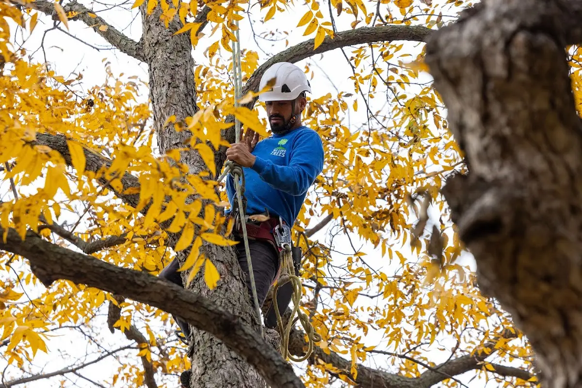 Skilled Tree Trimming crew working in Crowder
